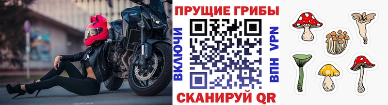 Купить закладки  Старая Русса  Псилоцибиновые грибы Cubensis 